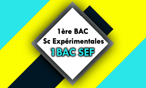 1BAC SEF